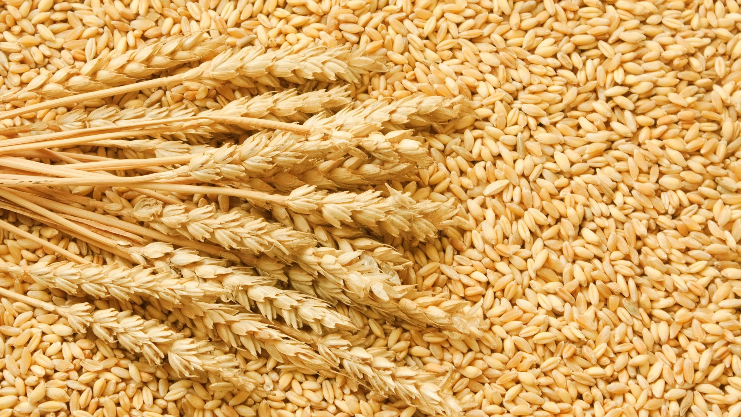 Barley scaled