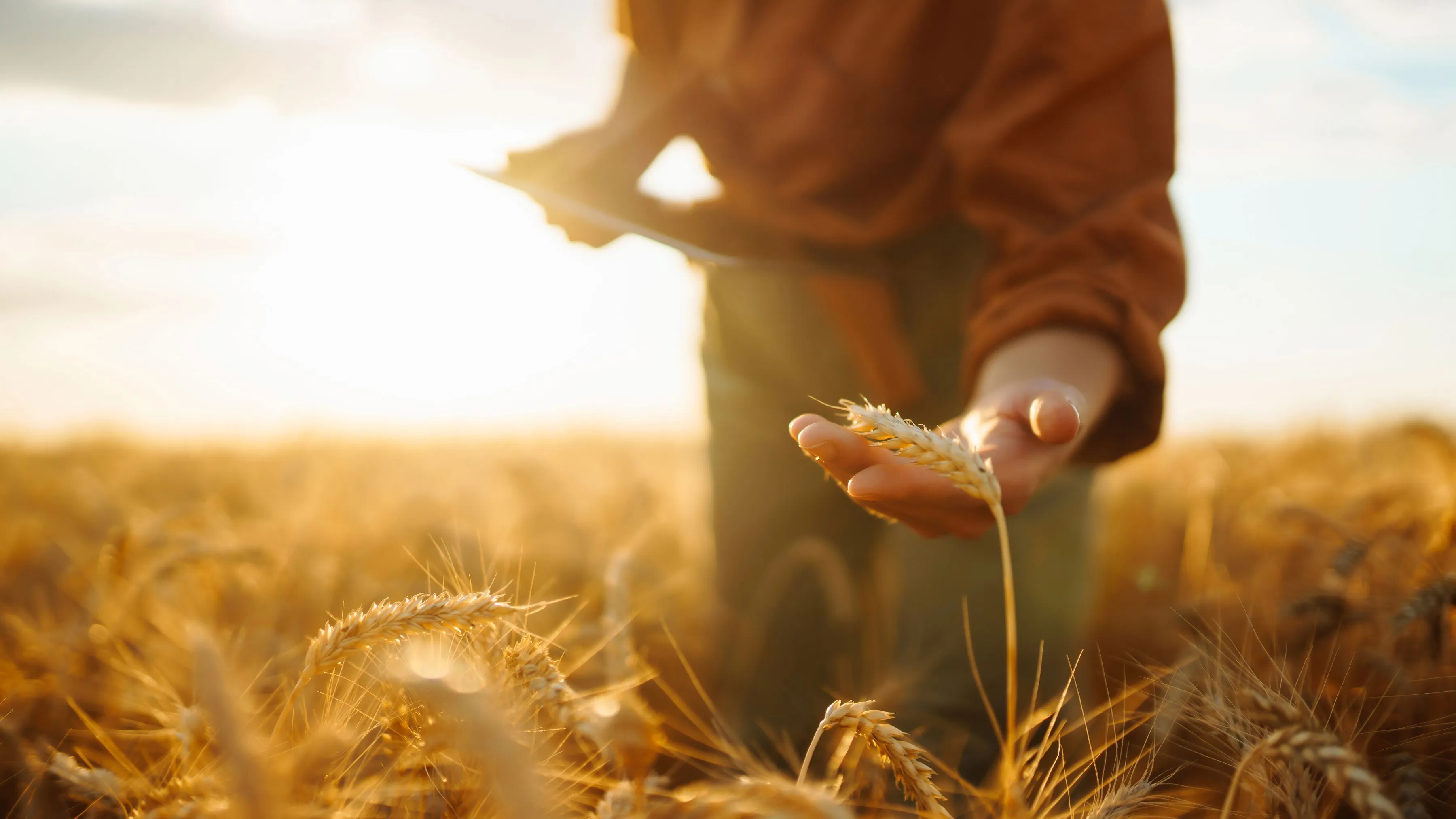 Durum Wheat Supplier & Exporter