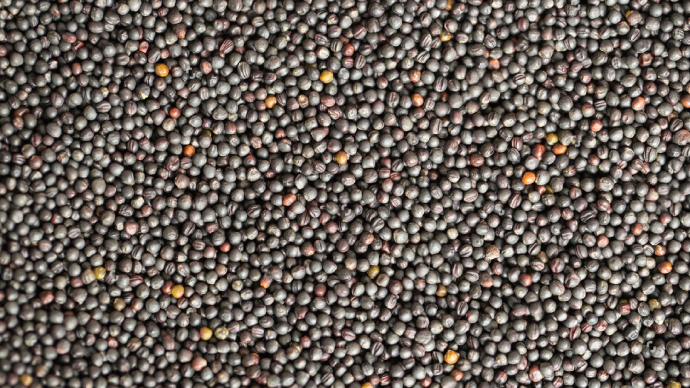 Premium Rapeseed Supplier