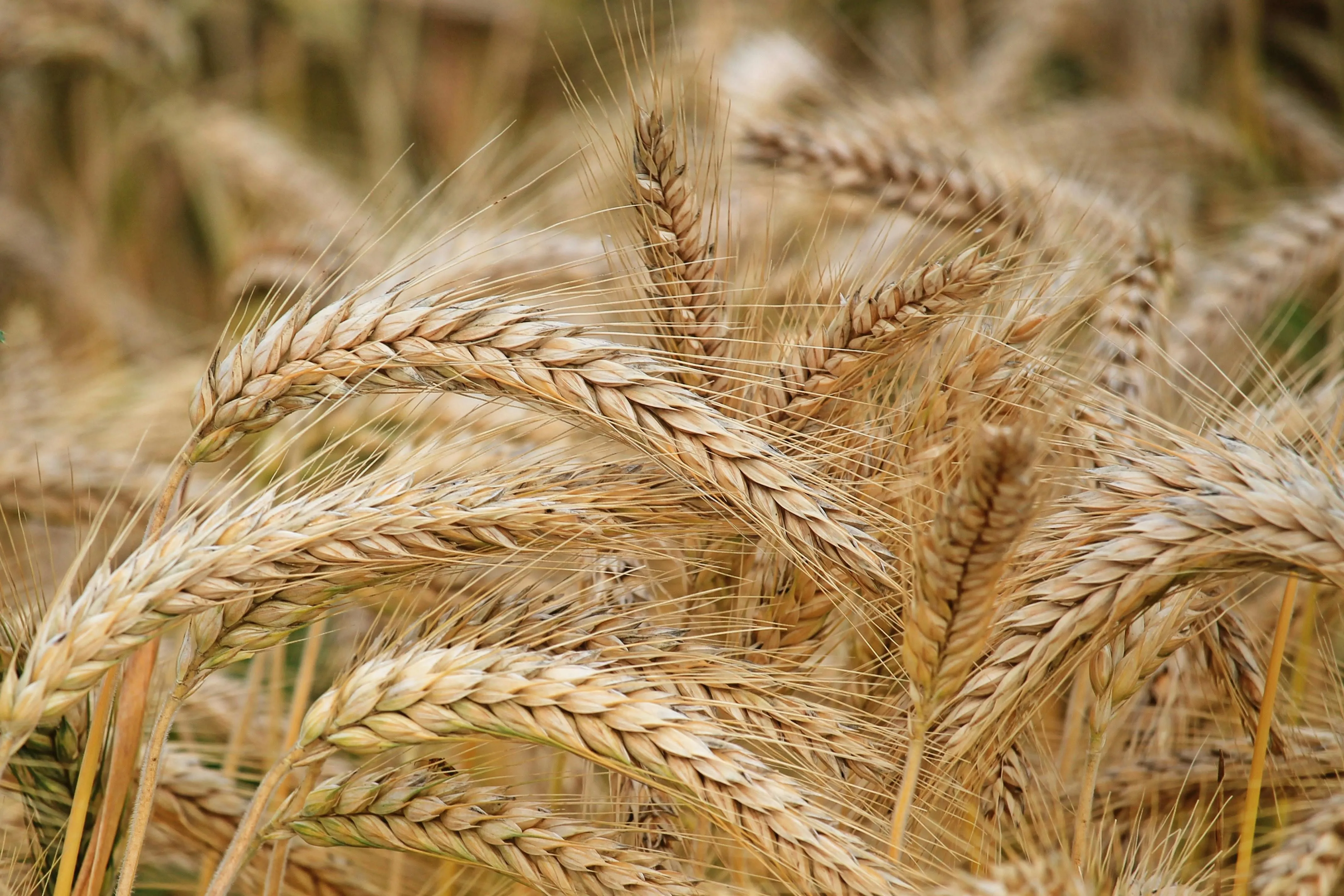 Choosing the Right Wheat Supplier Matters
