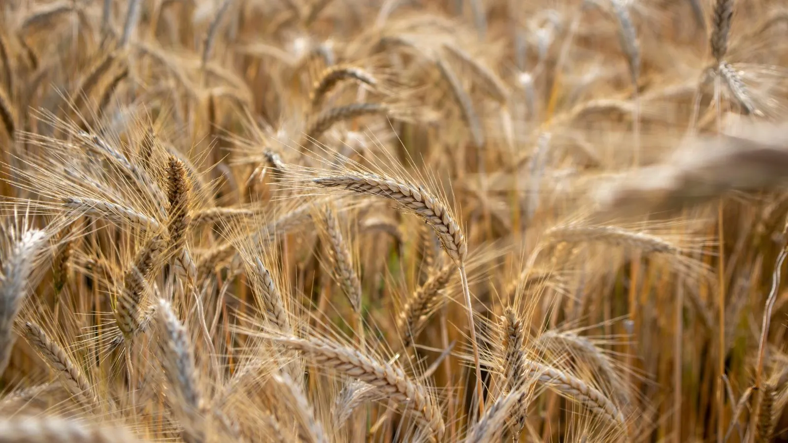 Barley Supplier & Exporter (Feed & Malting)