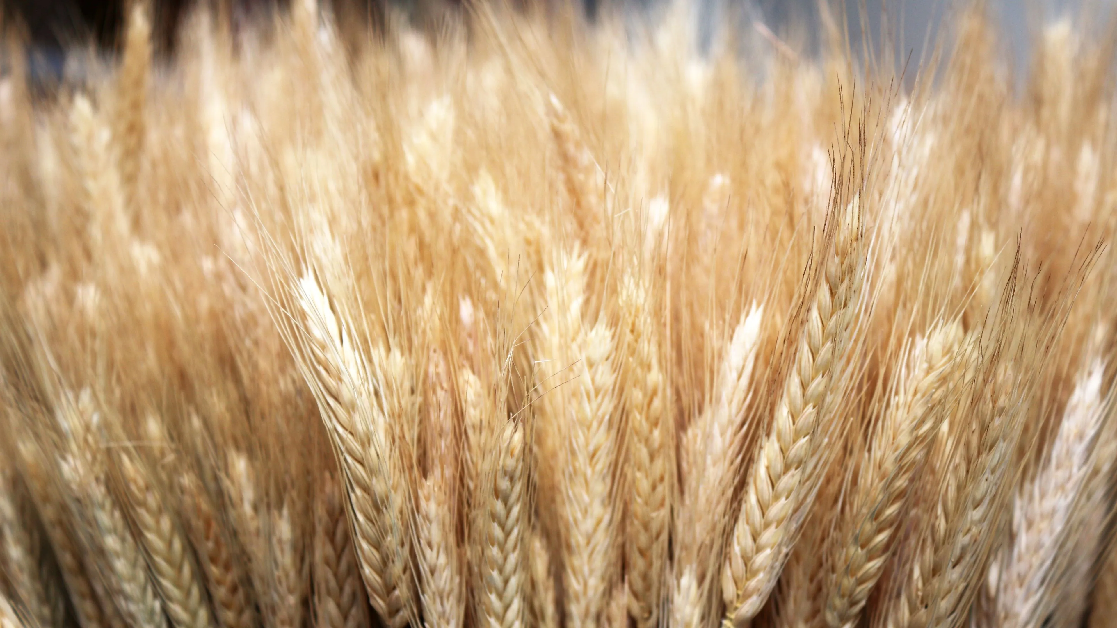 Soft Wheat Supplier & Exporter (Bulk & Bags