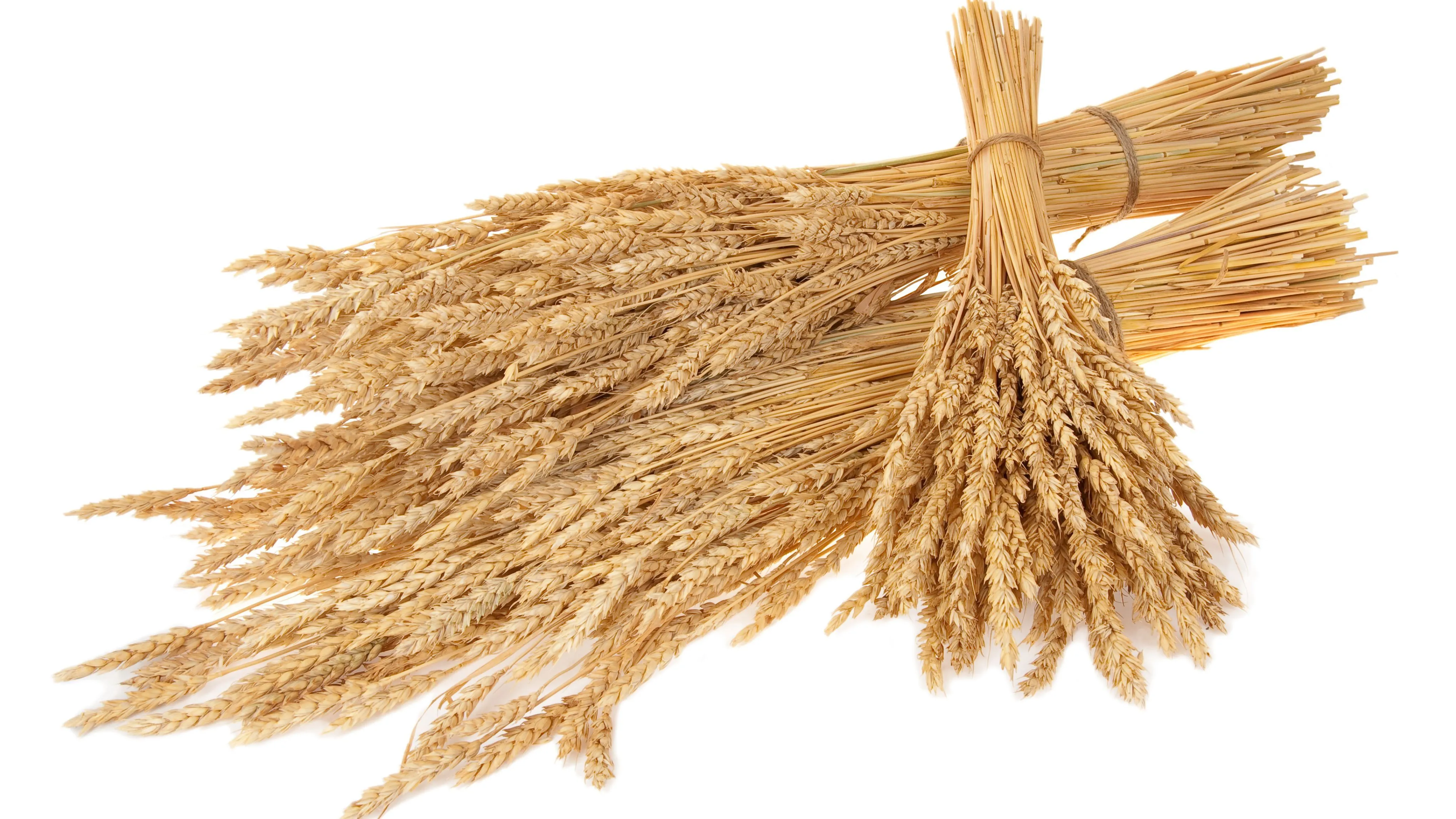 soft wheat